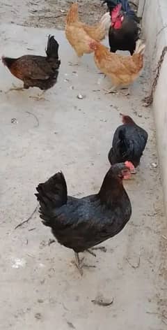 astralop golden misri eggs leying hen