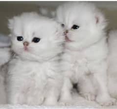 Persian kittens