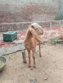 nagri dogli bakri age 11 month 03164045107