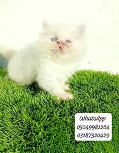 pure Persian Male piki/peke face Odd eye from CFA piki/peke bloodline