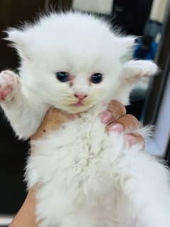 Persian cat vaccination clear all okay 03267268085