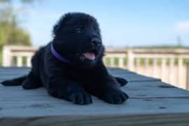 pedigree long coated Black German Shepard puppies for sale