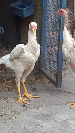 shamo aseel females for sale ak 25000 ka