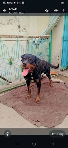 rottweiler male confirm stud not for sale