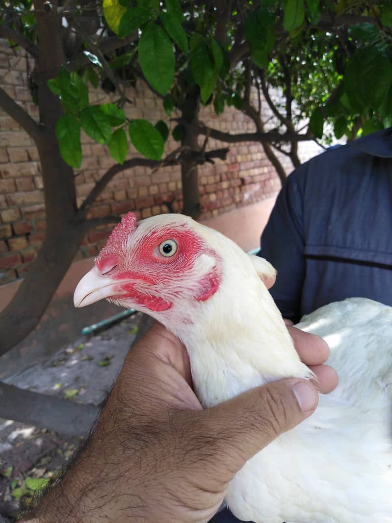 hira female for sale 2