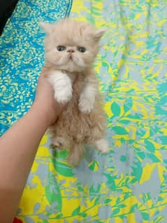 persion piki Male kitten for sale