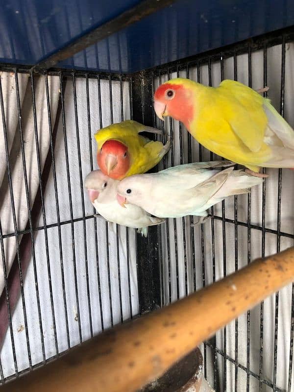 Albino breeder pair 1