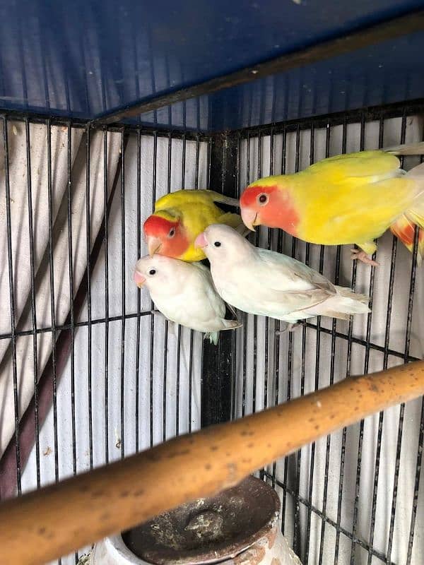 Albino breeder pair 2