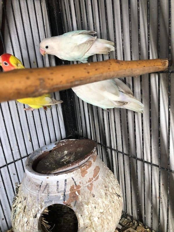 Albino breeder pair 3