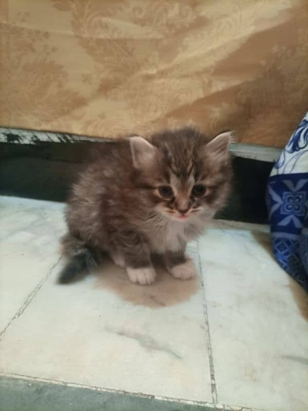 Female persian kitten 1