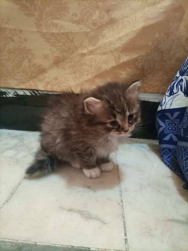 Female persian kitten 2