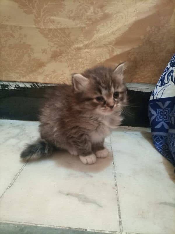 Female persian kitten 3