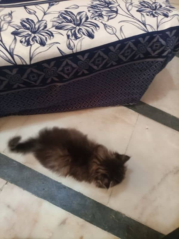 Female persian kitten 4