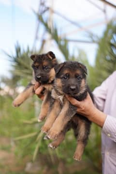 long coat german shepherd