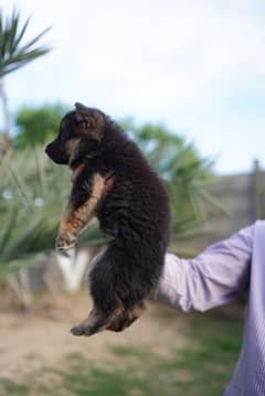 long coat german shepherd