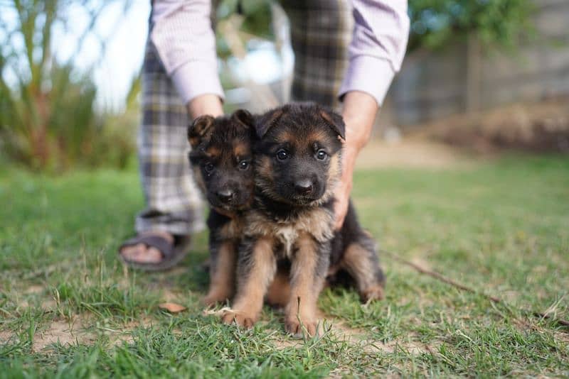 long coat german shepherd 2