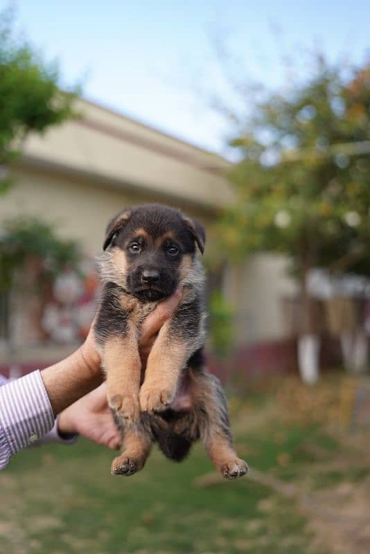 long coat german shepherd 3