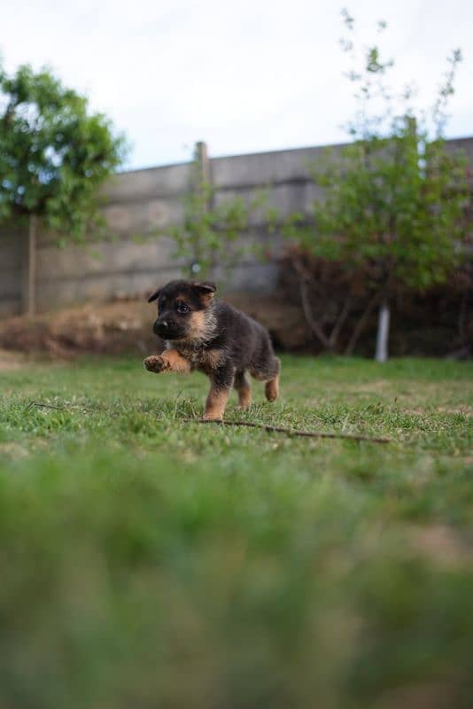 long coat german shepherd 5