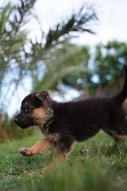 long coat german shepherd 7