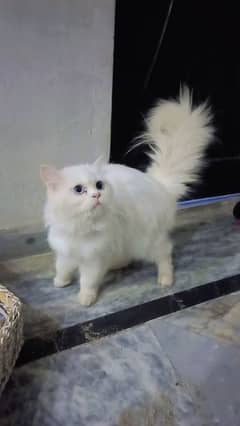 Persian cat