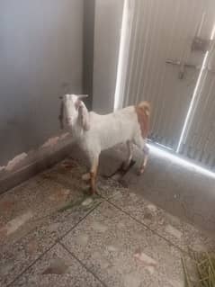 Goat Bakra 02 daant