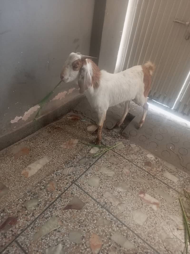 Goat Bakra 02 daant 1