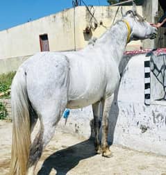 Sawa Nezabaaz Chaalbaaz Horse