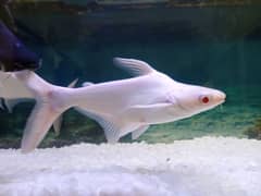 Albino shark for sale