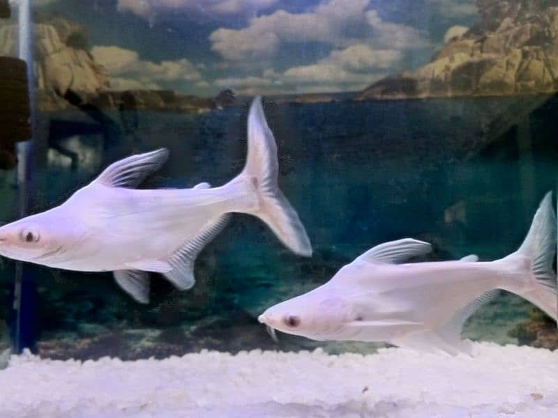 Albino shark for sale 2