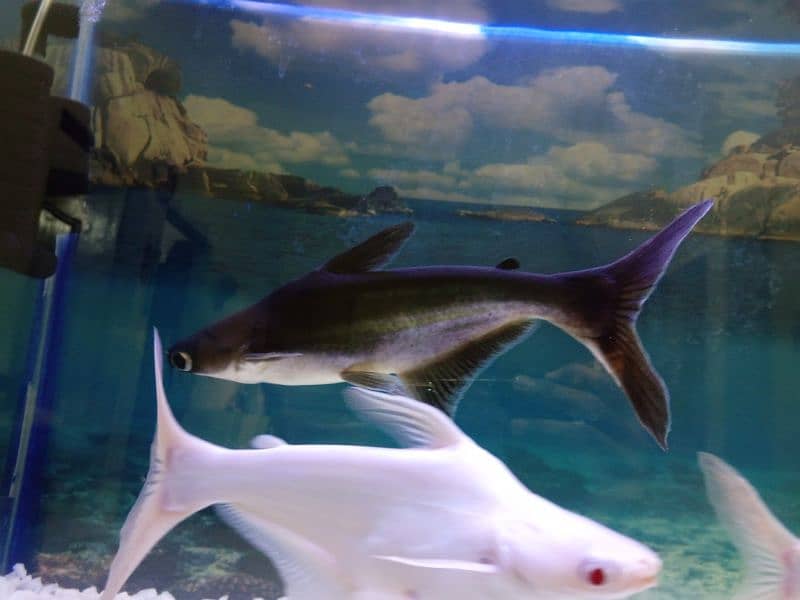 Albino shark for sale 6