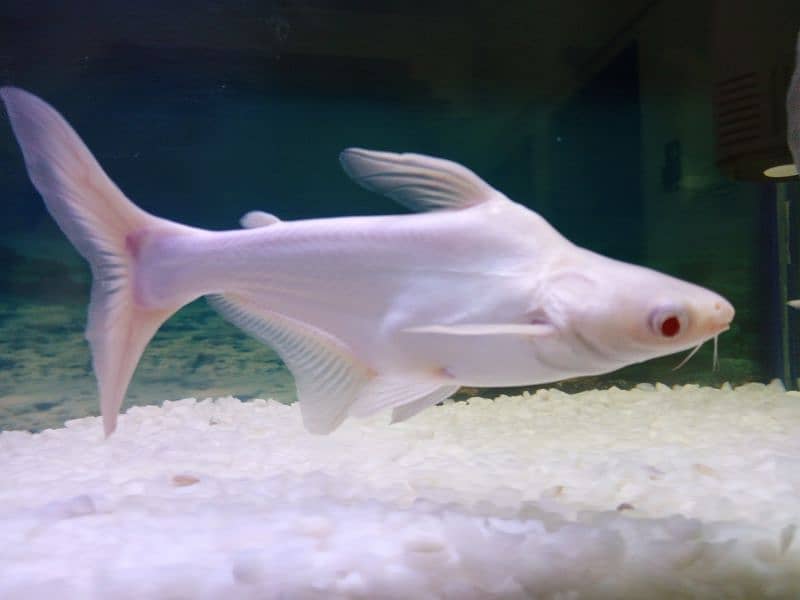 Albino shark for sale 8