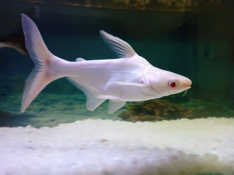 Albino shark for sale 9