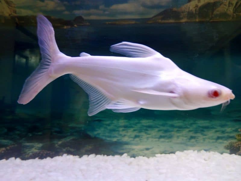 Albino shark for sale 11