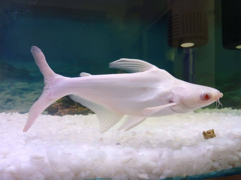 Albino shark for sale 12