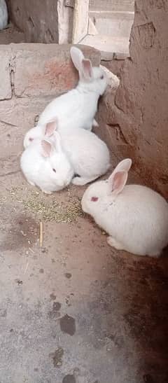 New Zealand white bunnies and breeder for sale