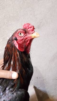 Aseel Pair with chicks for sale