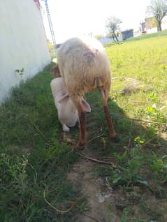 Mundrey sheep along Turkey dunba