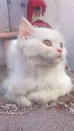 white cat baby doll face 3 coated long hair