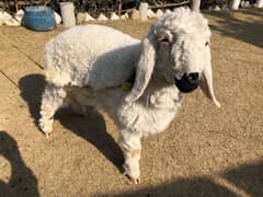 Healthy Sheep for Sale – Strong, Well-Fed, and Ready for Your Farm