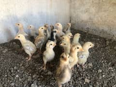 Aseel Chicks For Sale