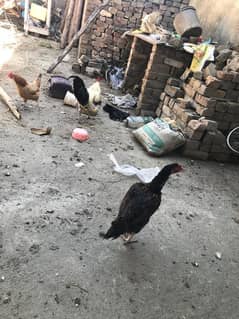 fresh egg laying golden misri aseel all ages for sale