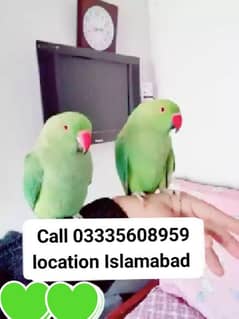 Pair 9500 Semi Hand Tamed Green Ring Neck Parrots Male/Female