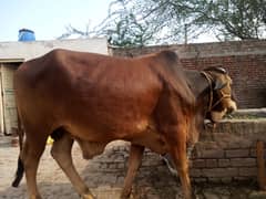 Ginni Nusal Bachra Sahiwal breed