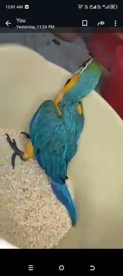 blue Macaw parrot cheeks for sale 0328=2972=552