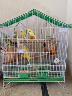 Budgies And Love Birds Breader pairs