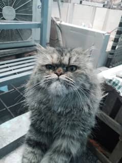 persian cat for sale gray