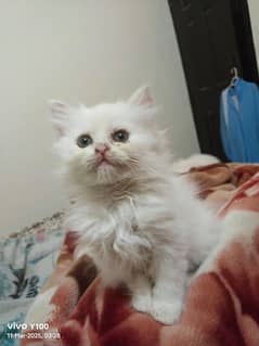 Persian pure white kittens triple coat