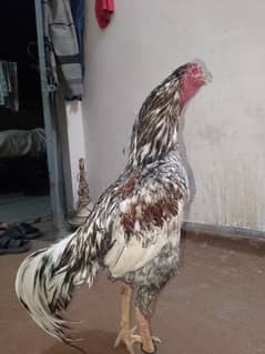 shamo Pakistani Cross