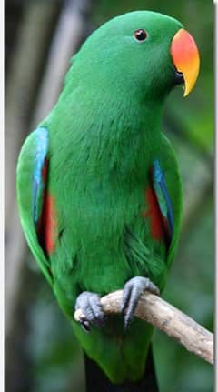 electus parrot bounded pair