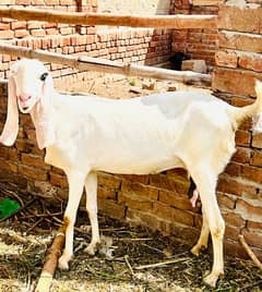 Rajanpuri gulabi bakri with 1 male kid